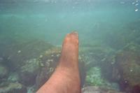 Unterwasserwelt vor Galápagos