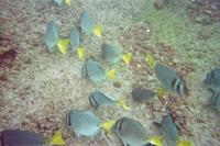 Unterwasserwelt vor Galápagos