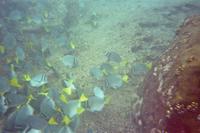 Unterwasserwelt vor Galápagos