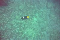 Unterwasserwelt vor Galápagos