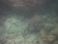 Unterwasserwelt Galapagos - Hai