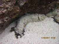 Unterwasserwelt Galapagos