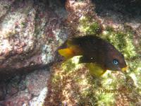 Unterwasserwelt Galapagos