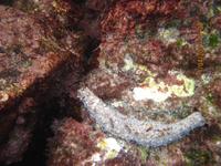 Unterwasserwelt Galapagos