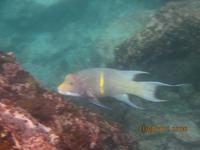 Unterwasserwelt Galapagos