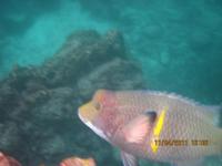 Unterwasserwelt Galapagos