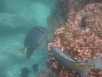 Unterwasserwelt Galapagos