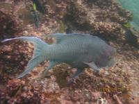 Unterwasserwelt Galapagos