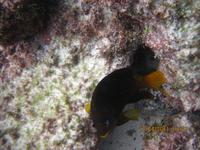 Unterwasserwelt Galapagos