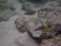 Unterwasserwelt Galapagos