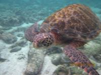 Unterwasserwelt Galapagos - Schildkröte
