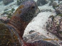 Unterwasserwelt Galapagos - Schildkröte