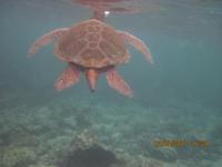 Unterwasserwelt Galapagos - Schildkröte