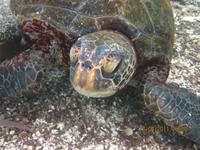 Unterwasserwelt Galapagos - Schildkröte