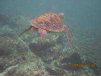 Unterwasserwelt Galapagos - Schildkröte
