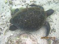 Unterwasserwelt Galapagos - Schildkröte