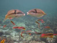 Unterwasserwelt Galapagos