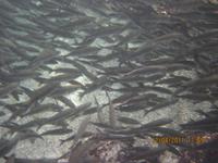 Unterwasserwelt Galapagos