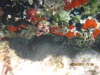 Unterwasserwelt Galapagos