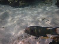 Unterwasserwelt Galapagos