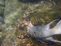 Unterwasserwelt Galapagos