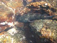 Unterwasserwelt Galapagos