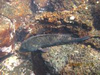 Unterwasserwelt Galapagos