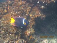 Unterwasserwelt Galapagos