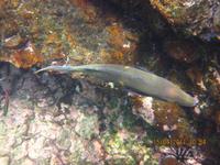 Unterwasserwelt Galapagos