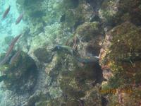 Unterwasserwelt Galapagos