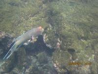 Unterwasserwelt Galapagos