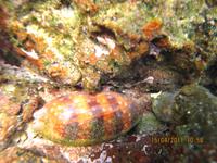 Unterwasserwelt Galapagos