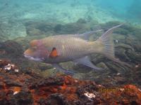 Unterwasserwelt Galapagos