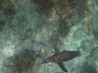 Unterwasserwelt Galapagos - Pinguin