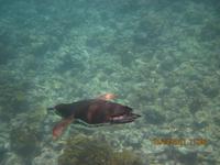 Unterwasserwelt Galapagos - Pinguin