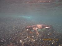Unterwasserwelt Galapagos - Pinguin