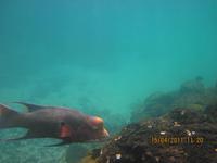 Unterwasserwelt Galapagos