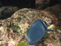 Unterwasserwelt Galapagos