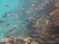 Unterwasserwelt Galapagos