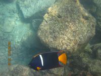 Unterwasserwelt Galapagos