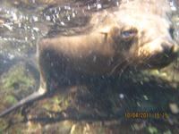 Unterwasserwelt Galapagos