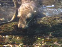Unterwasserwelt Galapagos