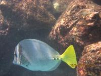 Unterwasserwelt Galapagos