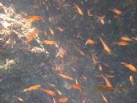 Unterwasserwelt Galapagos