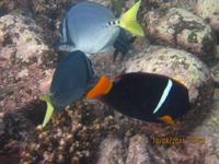 Unterwasserwelt Galapagos