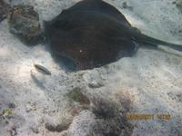 Unterwasserwelt Galapagos - Rochen