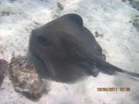 Unterwasserwelt Galapagos - Rochen