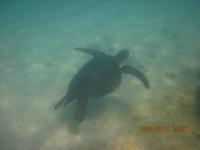 Unterwasserwelt Galapagos - Schildkröte
