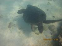 Unterwasserwelt Galapagos - Schildkröte