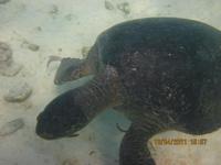 Unterwasserwelt Galapagos - Schildkröte